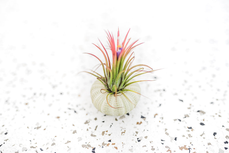 Green Urchin with Blooming Tillandsia Ionantha Fuego Air Plant