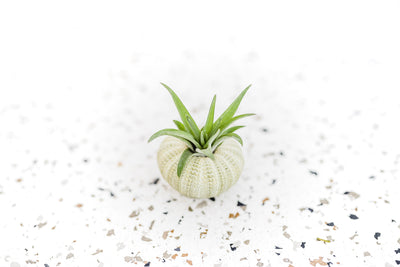 Green Urchin with Tillandsia Velutina Air Plant