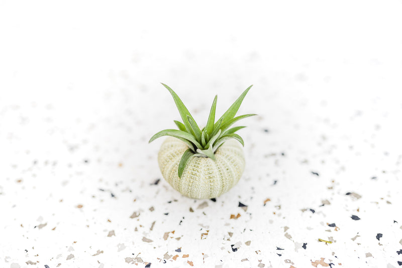 Green Urchin with Tillandsia Velutina