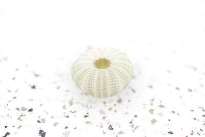 Green Sea Urchin