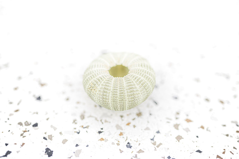 Green Sea Urchin