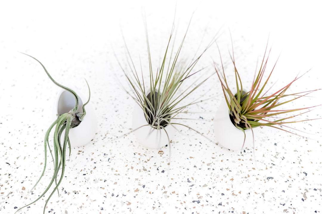 wholesale air plant holders Wholesale