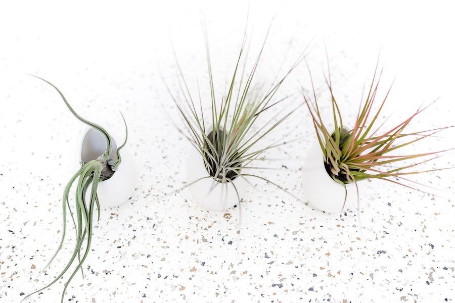 hanging vases for air plants Wholesale