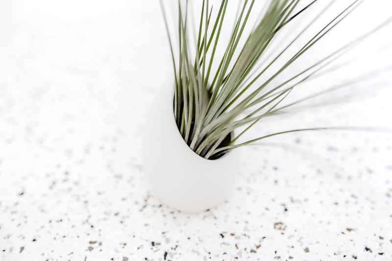 Large Ivory Ceramic Vase with Flat Bottom and Hole for Hanging containing Tillandsia Juncea Air Plant