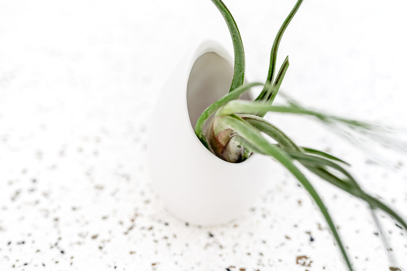 Large Ivory Ceramic Vase with Flat Bottom and Hole for Hanging containing Tillandsia Caput Medusae Air Plant