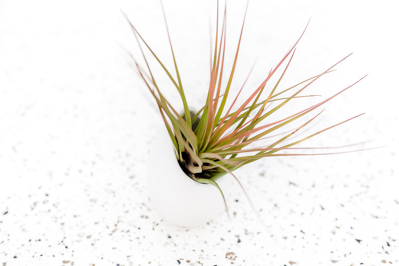 Large Ivory Ceramic Vase with Flat Bottom and Hole for Hanging  with Tillandsia Melanocrater