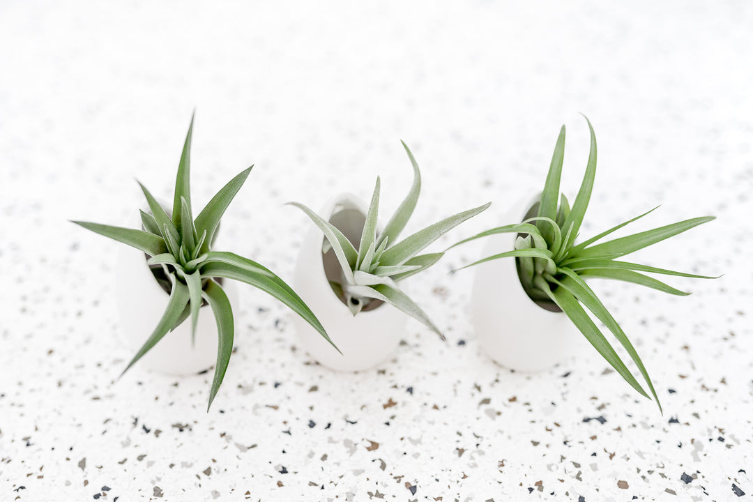 wholesale air plant holders Wholesale