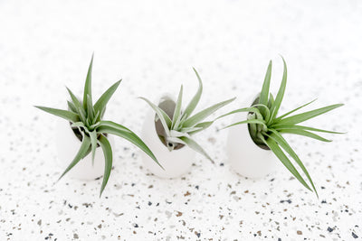 3 Small Ivory Ceramic Vases with Flat Bottom and Hole for Hanging containing Assorted Tillandsia Air Plants