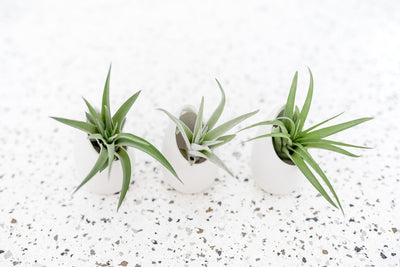 Trio of Small Ivory Ceramic Vases with Flat Bottom and Hole for Hanging containing Tillandsia Air Plants