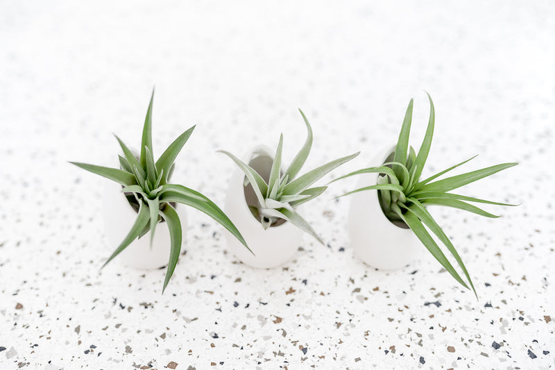 3 Small Ivory Ceramic Vases with Flat Bottom and Hole for Hanging containing Assorted Tillandsia Air Plants