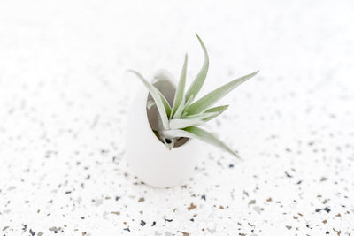 Small Ivory Ceramic Vase with Flat Bottom and Hole for Hanging containing Tillandsia Harrisii Air Plant