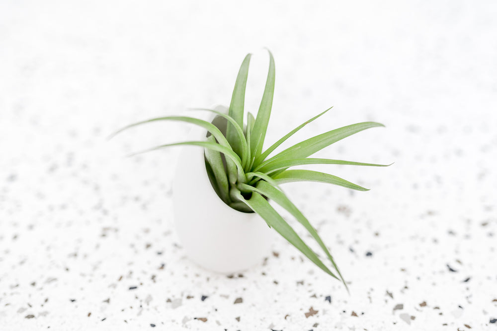 Small Ivory Ceramic Vase with Flat Bottom and Hole for Hanging containing Tillandsia Abdita Brachycaulos Air Plant