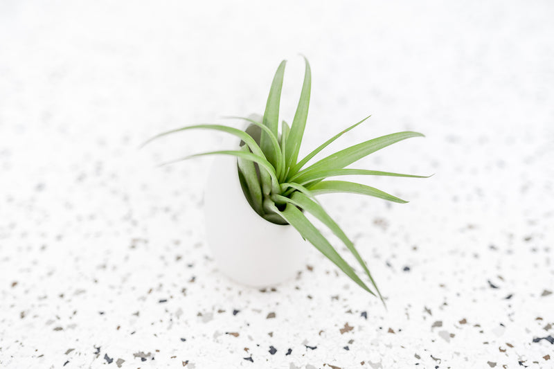 Small Ivory Ceramic Vase with Flat Bottom and Hole for Hanging containing Tillandsia Abdita Brachycaulos Air Plant