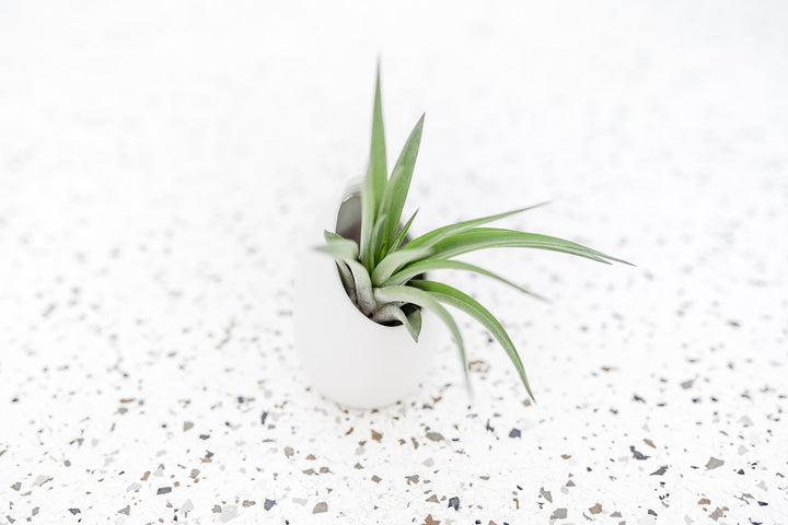 Small Ivory Ceramic Vase with Flat Bottom and Hole for Hanging containing Tillandsia Abdita Brachycaulos Air Plant
