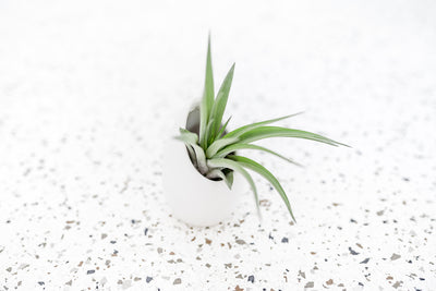 Small Ivory Ceramic Vase with Flat Bottom and Hole for Hanging containing Tillandsia Velutina Air Plant