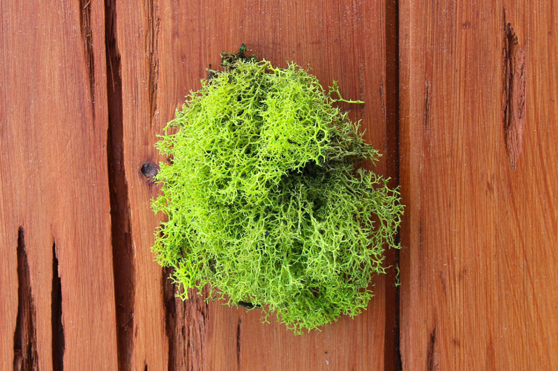 Chartreuse Green Reindeer Moss