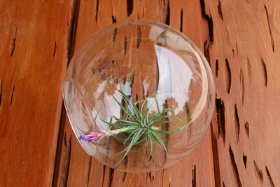 Large Glass Terrarium with 2 Open Ends containing Tillandsia Aeranthos in Bloom