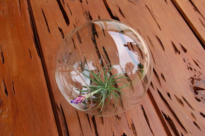 Large Glass Terrarium with 2 Open Ends containing Tillandsia Aeranthos in Bloom