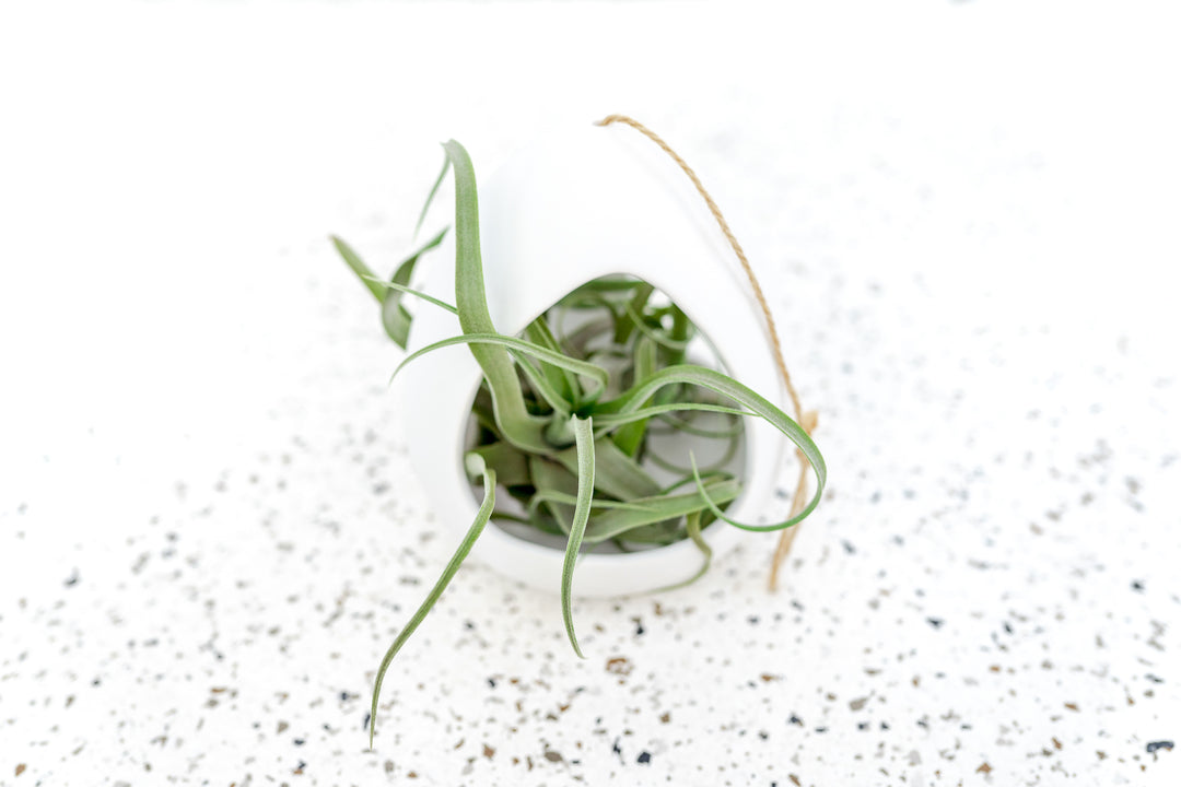 large hanging air plants Large White Ceramic Hanging Pod with Assorted Plants