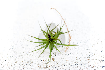 Large White Ceramic Hanging Pod with Twine for Hanging containing Tillandsia Melanocrater Air Plant