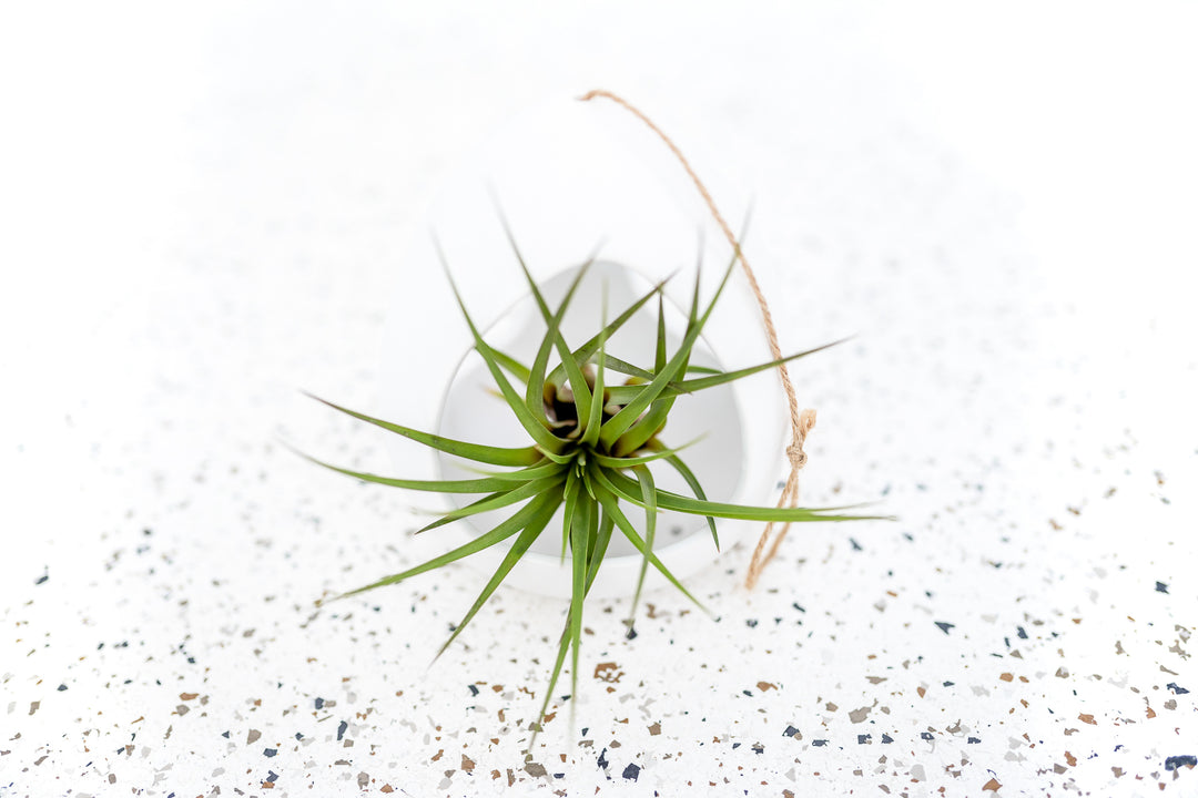 air plant pods Large White Ceramic Hanging Pod with Assorted Plants