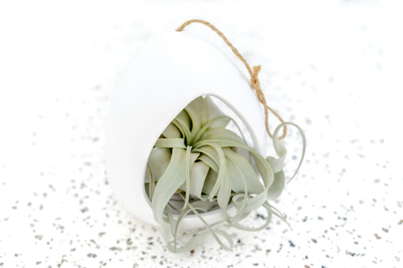 Large White Ceramic Hanging Pod with Twine for Hanging containing Tillandsia Xerographica Air Plant
