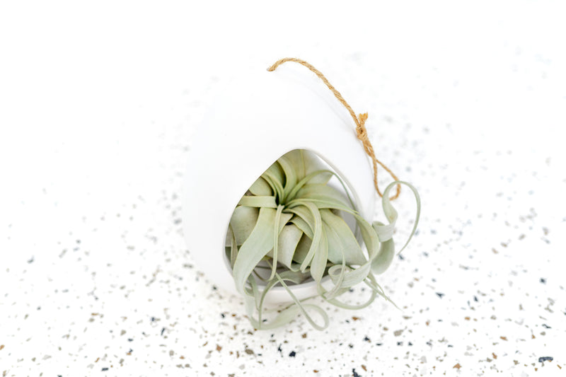 Large White Ceramic Hanging Pod with Twine for Hanging containing Tillandsia Xerographica Air Plant