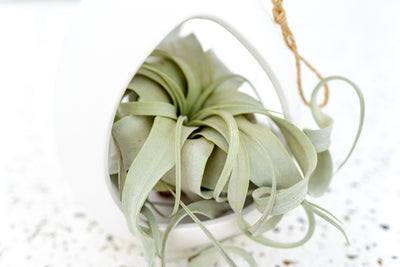 Large White Ceramic Hanging Pod with Twine for Hanging containing Tillandsia Xerographica Air Plant