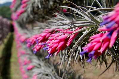 Hundreds of Tillandsia Stricta Hybrid Air Plants at the Farm all in Bloom with Pink and Purple Flowers