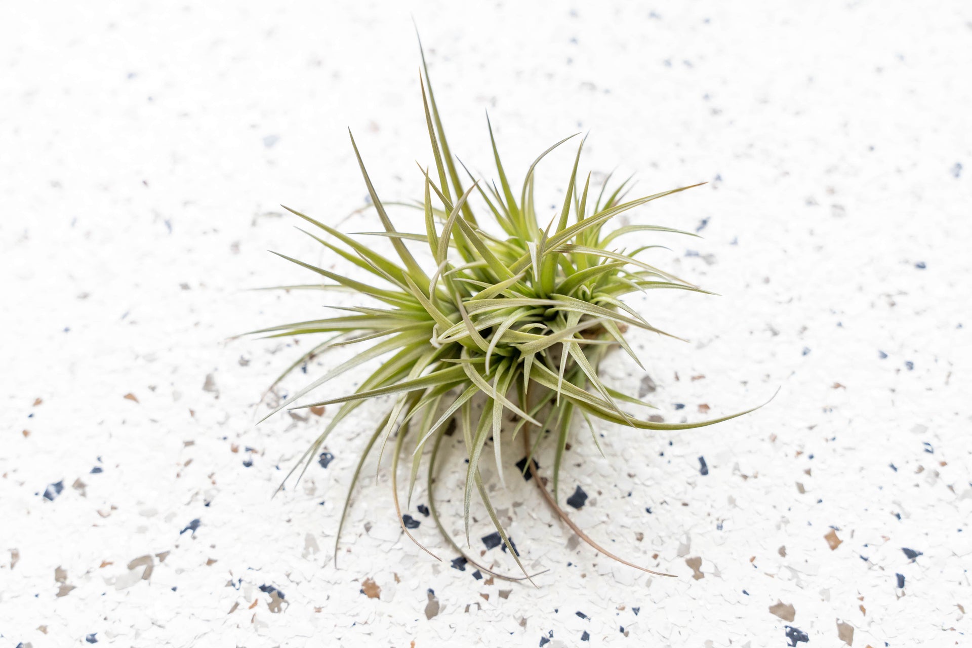 air plant clumps for sale Air Plants - Tillandsia Tenuifolia Clumps