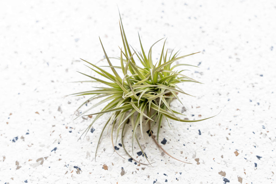 tenuifolia air plant Wholesale
