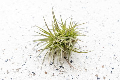 Tillandsia Tenuifolia Air Plant Clump