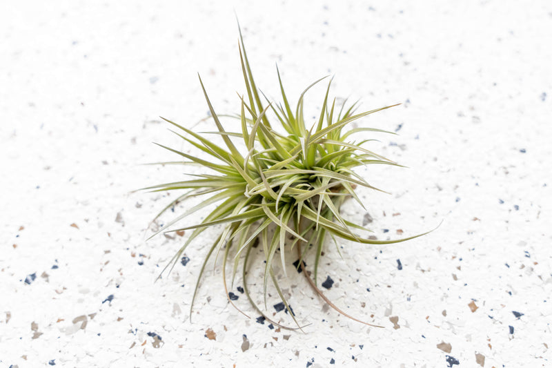 Tillandsia Tenuifolia Air Plant Clump