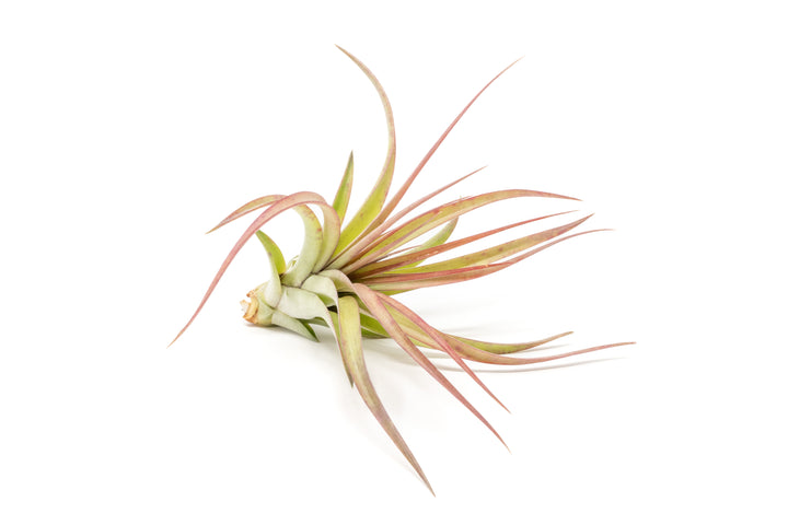 xl air plant Tillandsia Green Abdita Brachycalous Air Plant