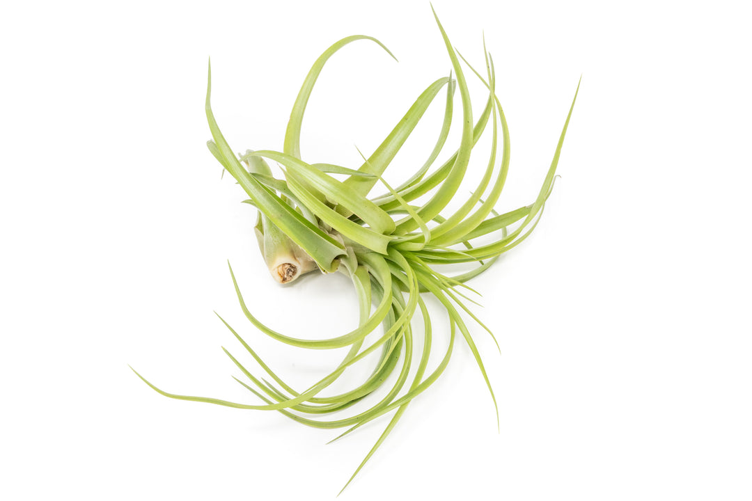 abdita air plant care Tillandsia Green Abdita Brachycalous Air Plants, XL / 3 Pack