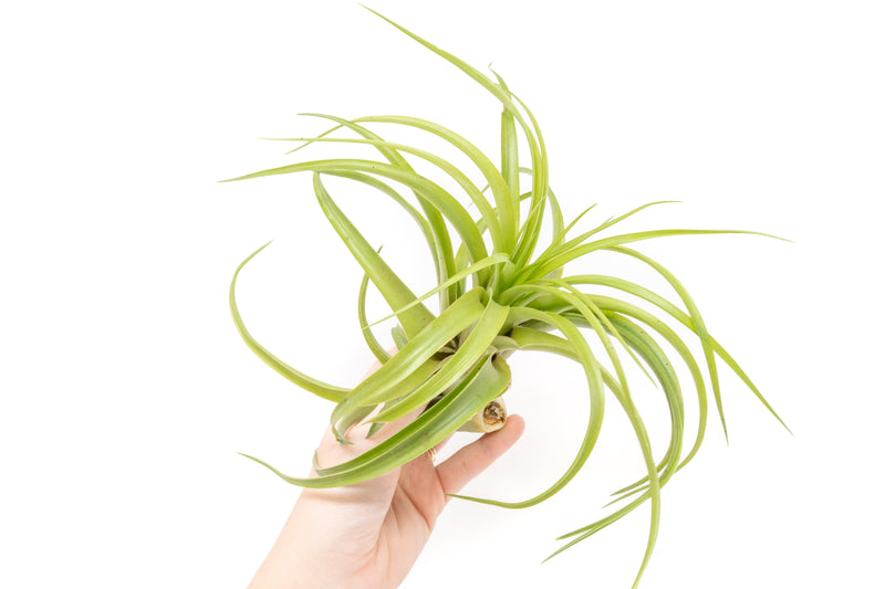 Tillandsia Green Abdita Brachycalous Air Plants