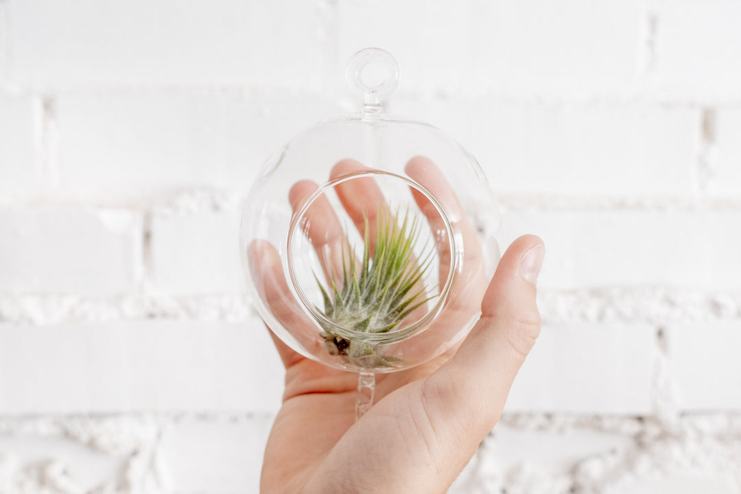 Hand Holding Double Hook Clear Glass Globe Terrarium containing Tillandsia Ionantha Air Plant