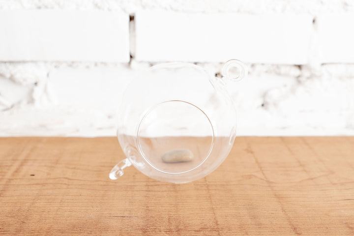 Double Hook Clear Glass Globe Terrarium