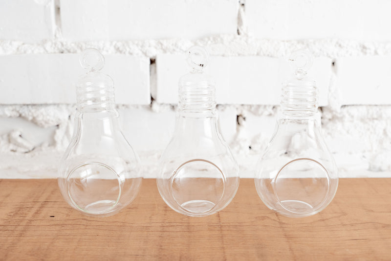 3 Glass Light Bulb Shaped Terrariums for Tillandsia Air Plants