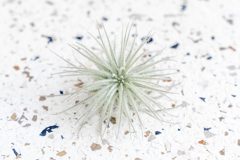 Mini Tillandsia Tectorum Ecuador Air Plant