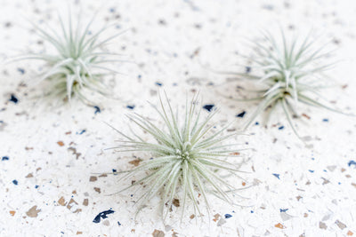 3 Mini Tillandsia Tectorum Ecuador Air Plants