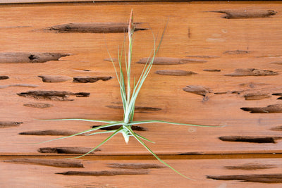 Tillandsia Schiedeana Air Plant