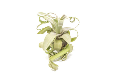 Tillandsia Streptophylla Air Plants - Multiple Sizes