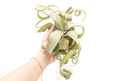 Wholesale - Tillandsia Streptophylla Air Plants