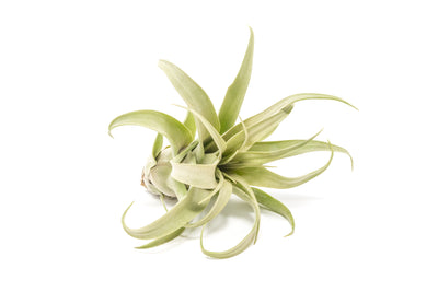 Tillandsia Streptophylla Air Plants - Multiple Sizes