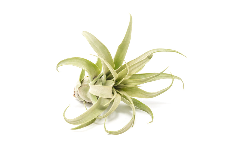 Tillandsia Streptophylla Air Plants - Multiple Sizes