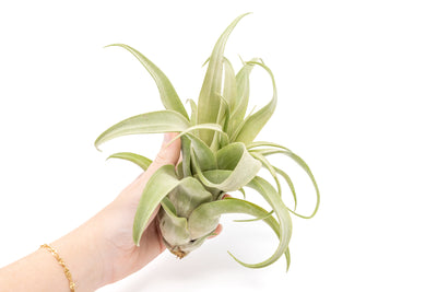 Tillandsia Streptophylla Air Plants - Multiple Sizes