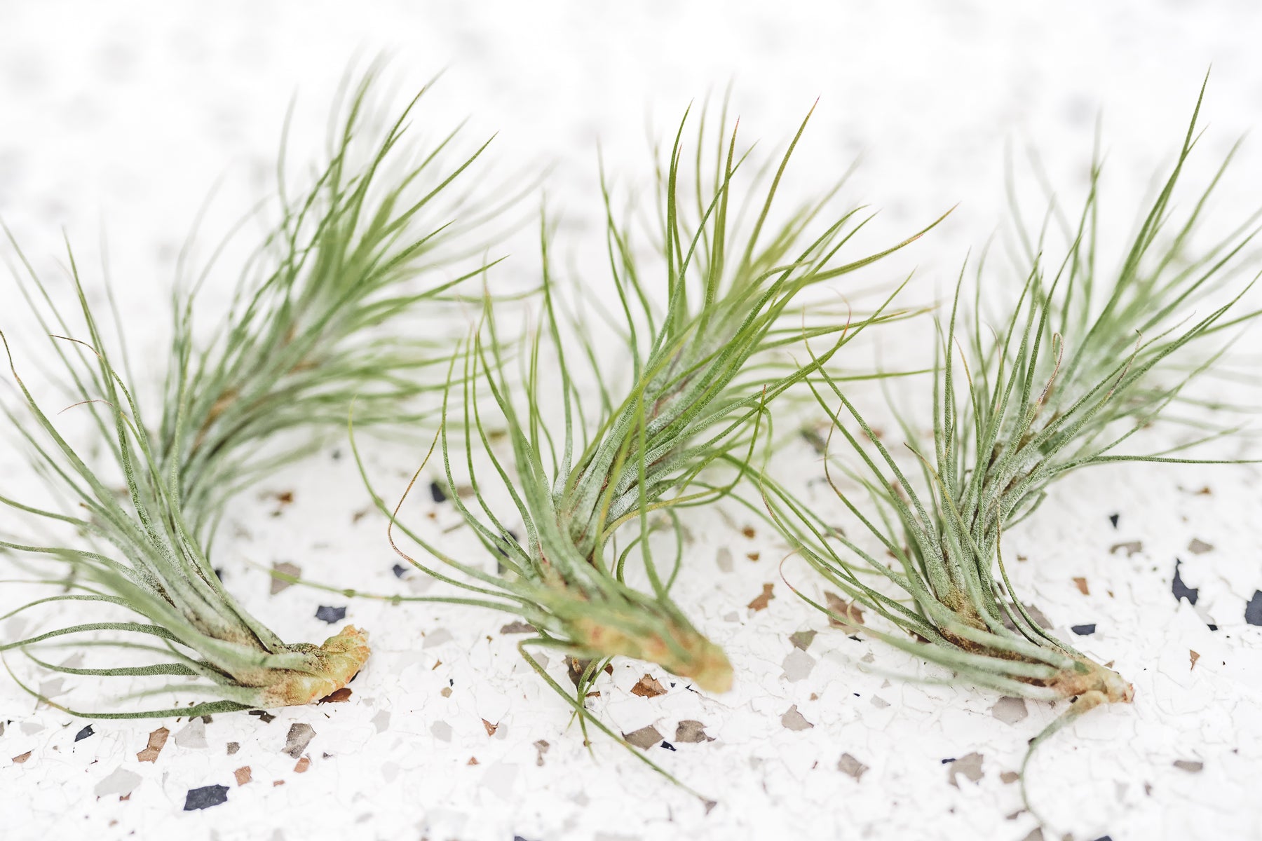 funkiana air plant Funckiana Tillandsia Air Plant