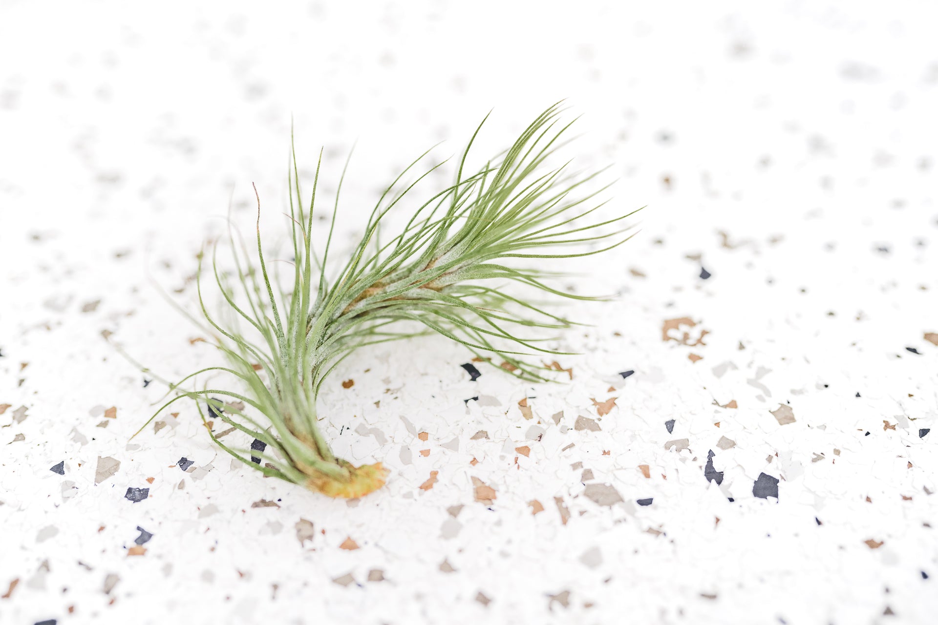 Funckiana Tillandsia Air Plant