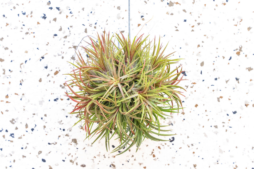 Tillandsia Ionantha Fuego Hanging Cluster with Wire Hook